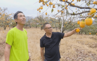 柿子短视频制作 《我为北京乡村代言》012丨用小柿子做大文章