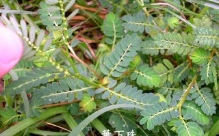 小草短视频剪辑 叶下珠：叶下藏珠的神奇小草